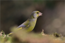 <p>ZVONEK ZELENÝ (Carduelis chloris) ---- /European greenfinch - Grünfink/</p>
